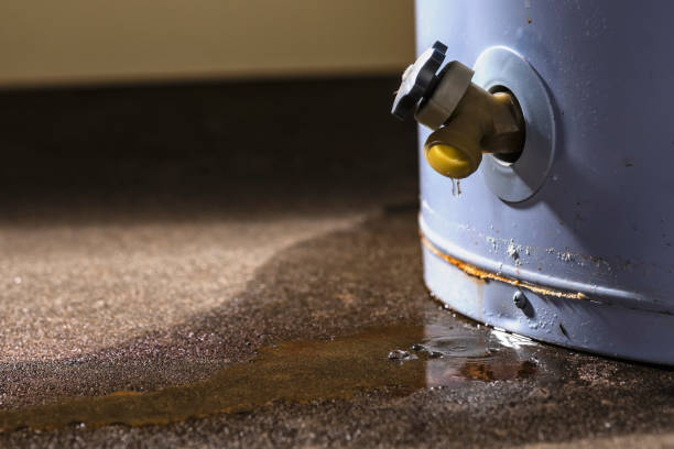 Best Flood damage cleanup  in Holiday, FL