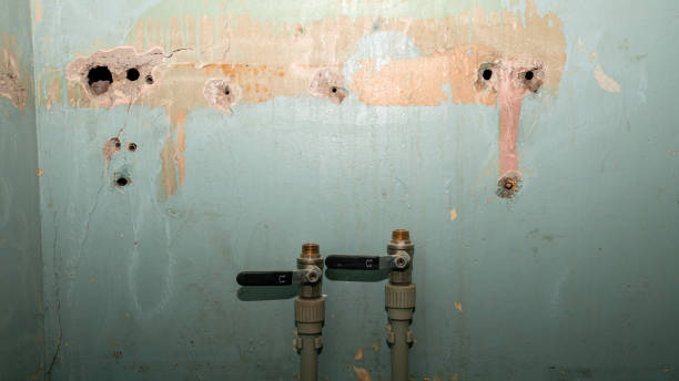 Best Mold removal after water damage  in Holiday, FL